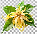 ylang-flower-50.png
